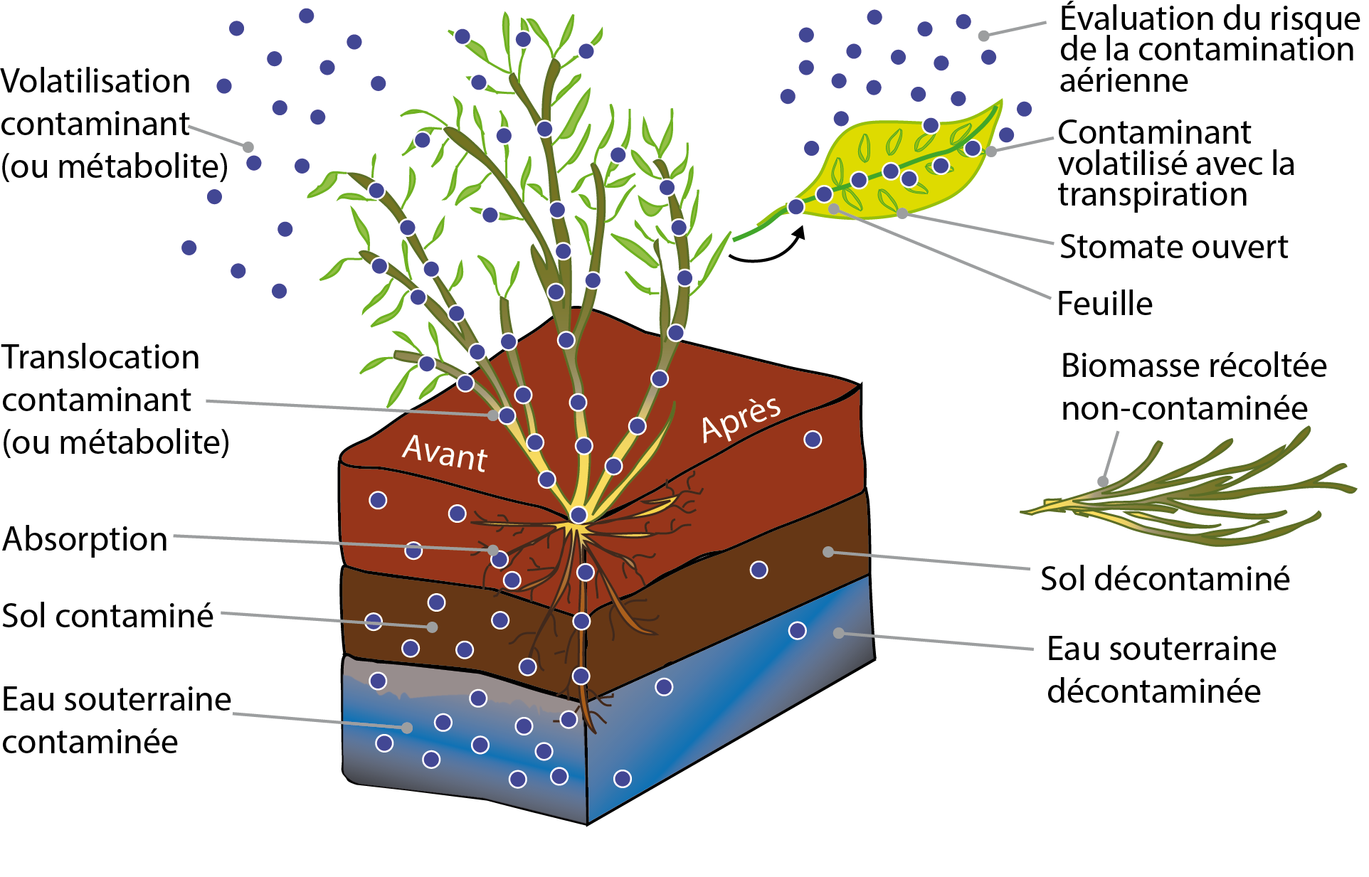 décontamination des sols par les plantes