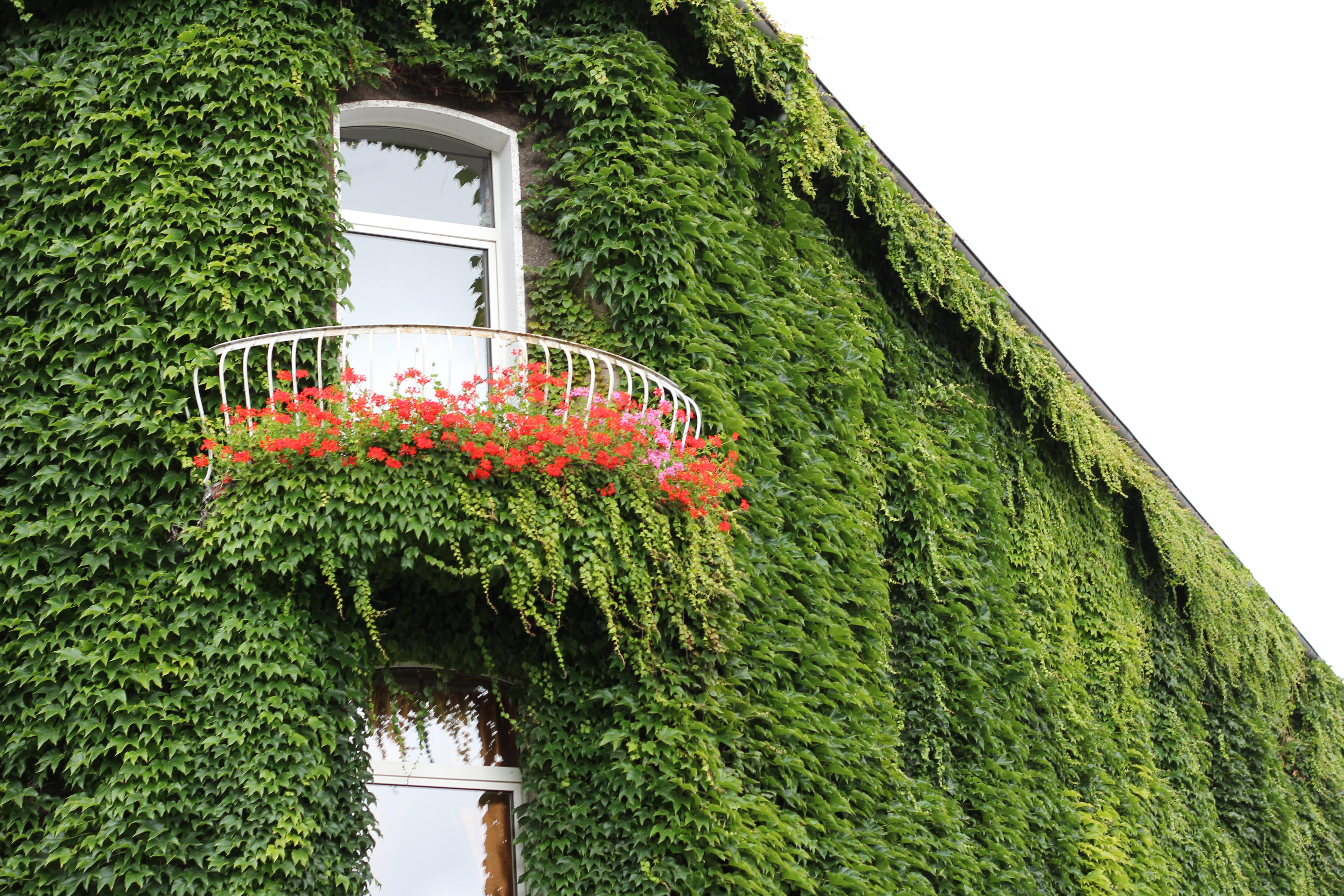Photo plante